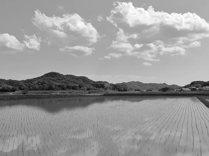 田んぼの画像